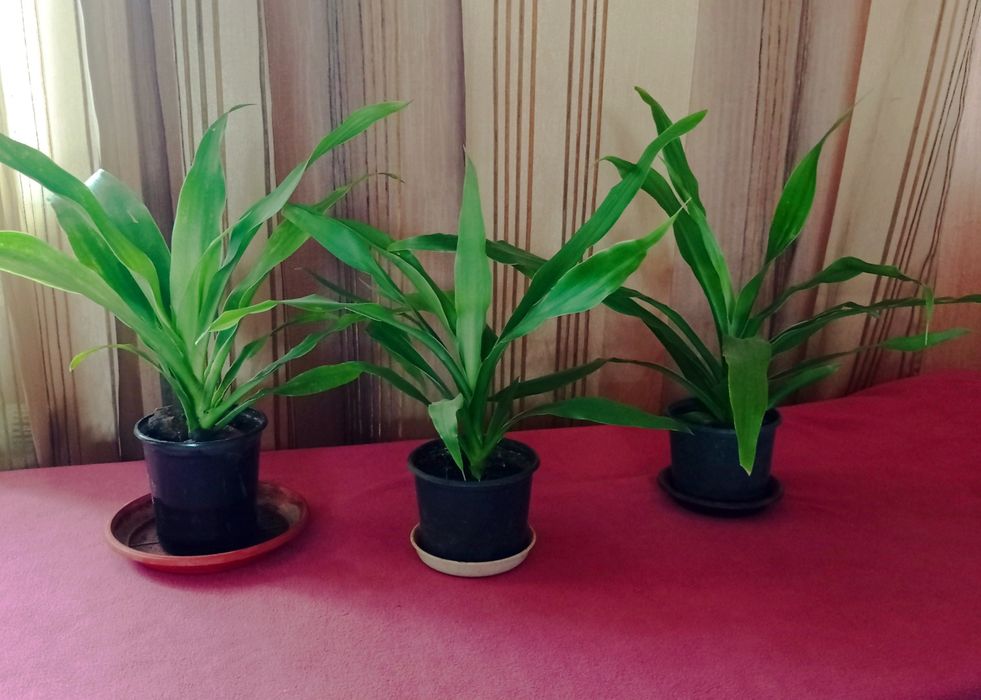 Юкка (драцена) цветущая