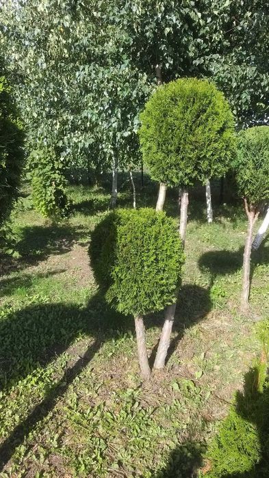 Tuja szmaragd 180 - 300 cm.