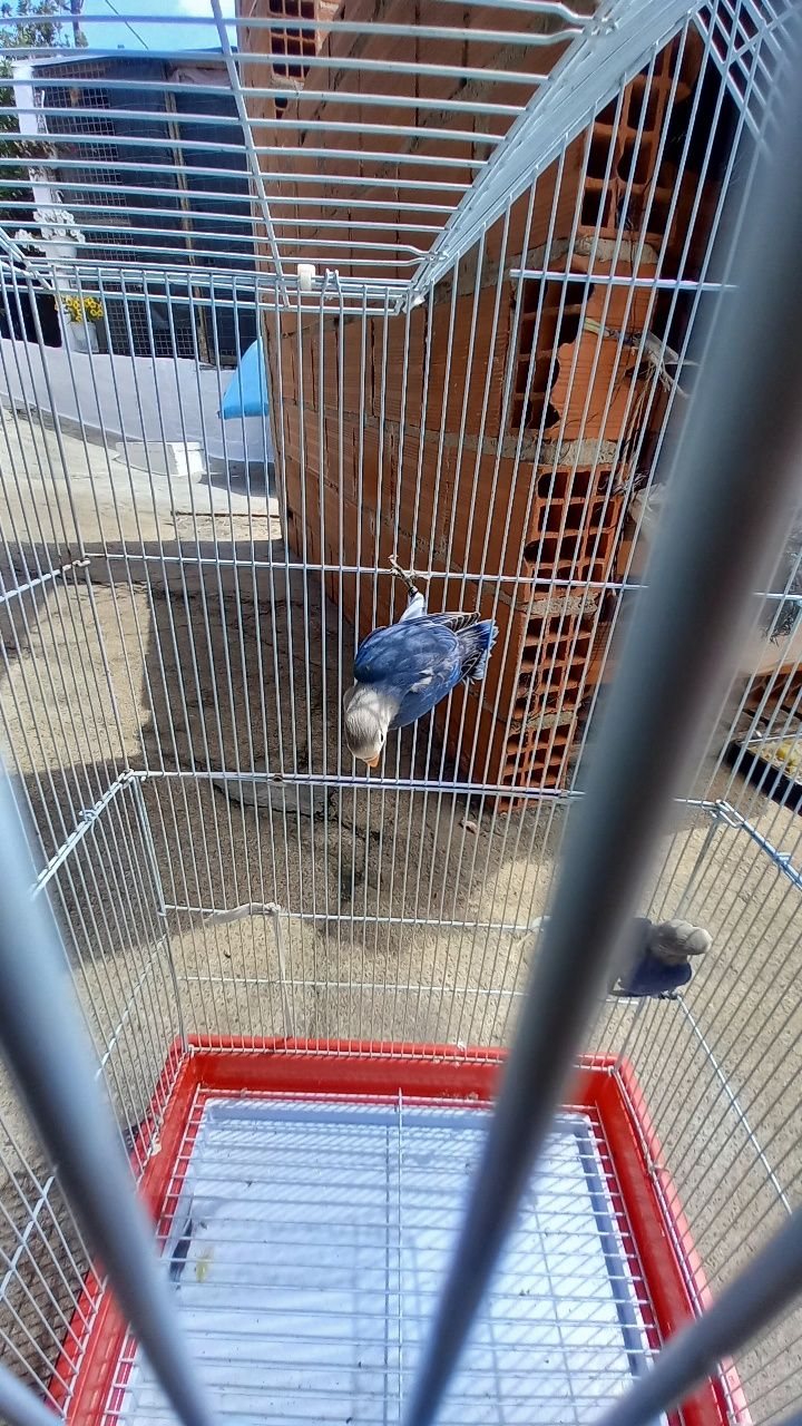 Disponivel agapornis femea