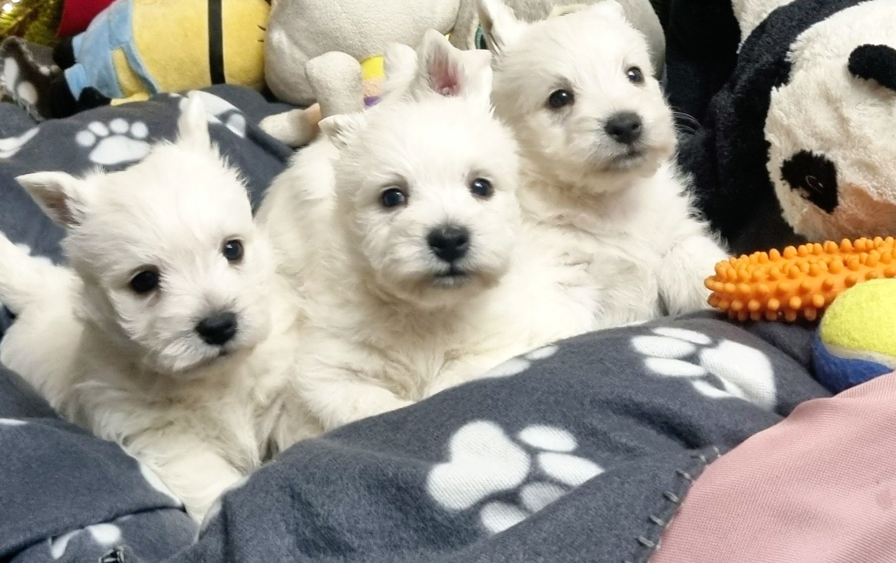 West Highland White Terrier- piesek