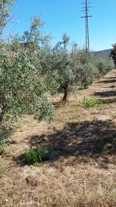 Oliveiras novas boa azeitona