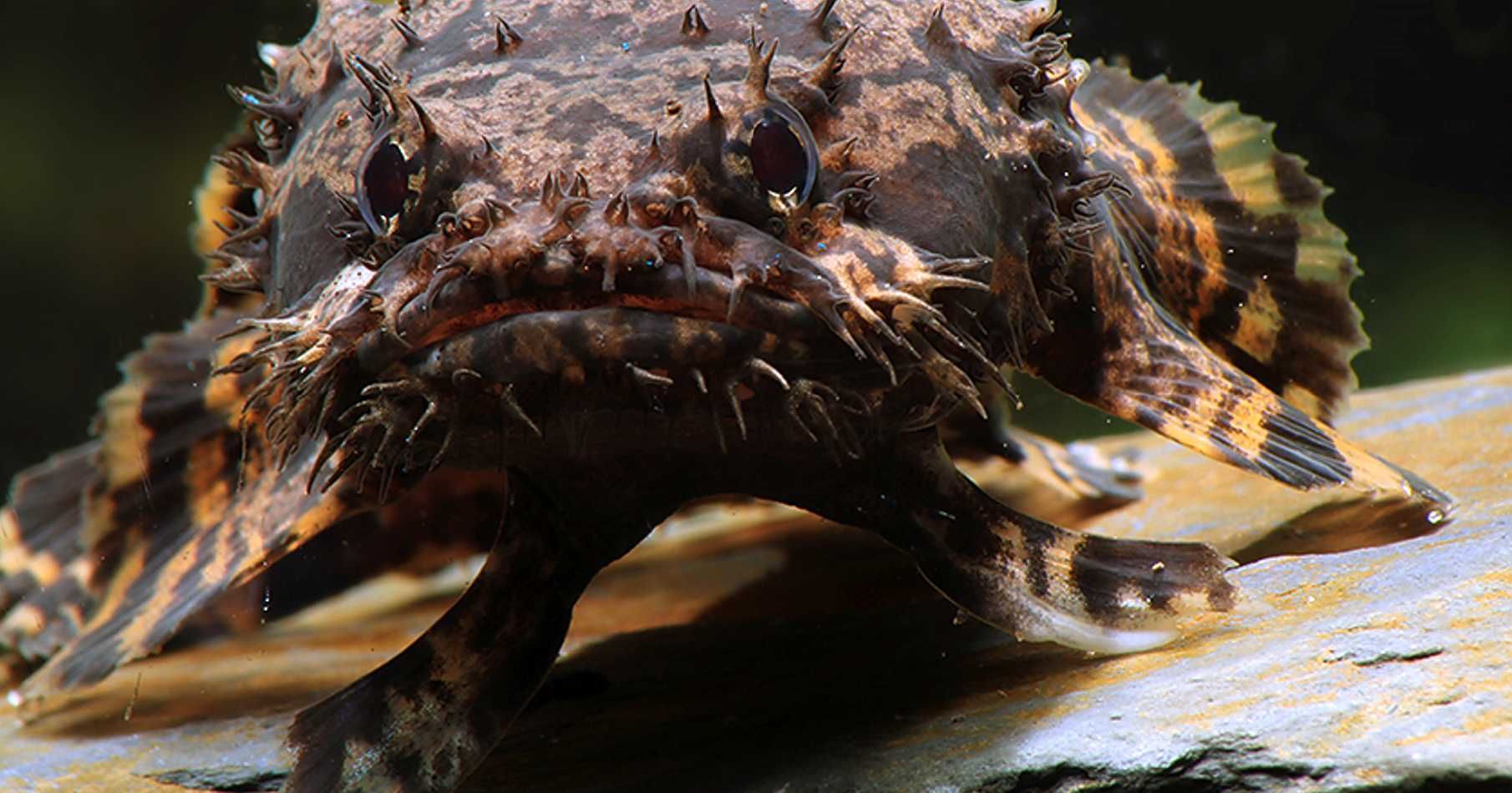 Batrach kwiczący - Allenbatrachus grunniens - dowozimy, wysyłamy