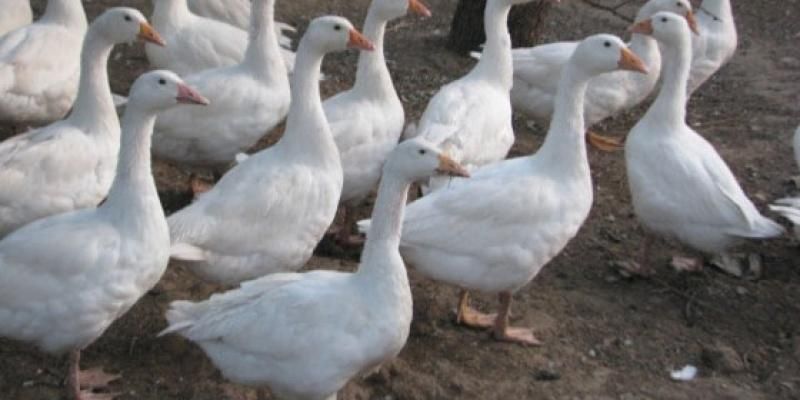 Яйця гусей для інкубації