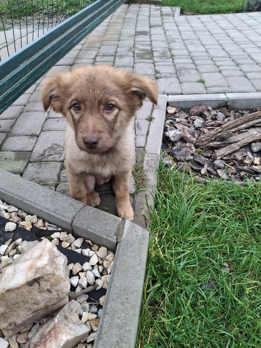 Цуценя щеня риженьке, пухнасте 3 міс