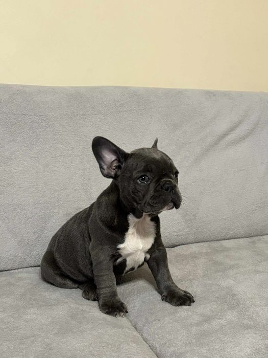 Buldog Francuski suczka niebieska COCO rodowód