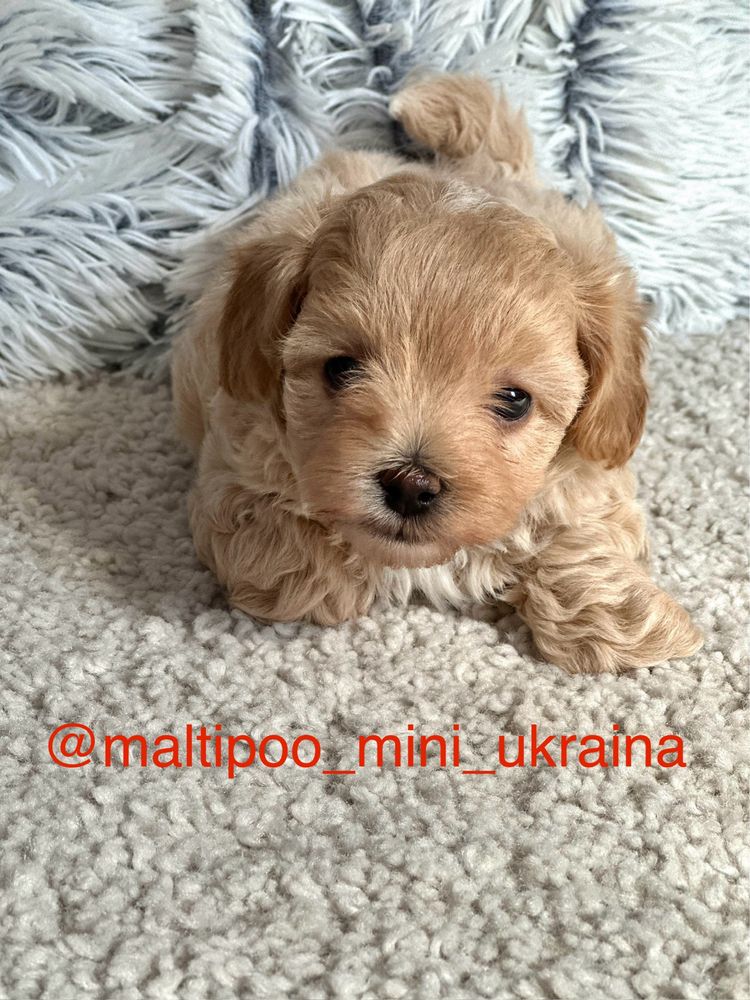 Мальтіпу ф1 мікро і міні цуценята