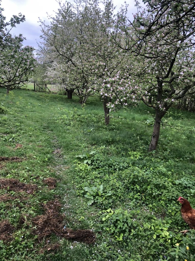 Продам будинок с. Міжлісся