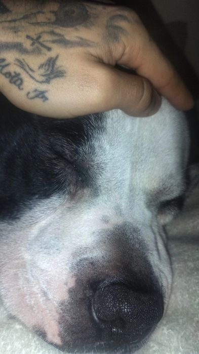 Pitbull para adoção urgente