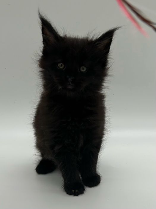 Мейн кун мальчик с документами