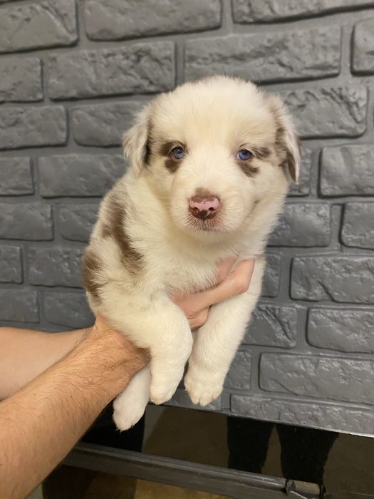 Piękna suczka Border Collie – Red Merle nr 4 - AMBER