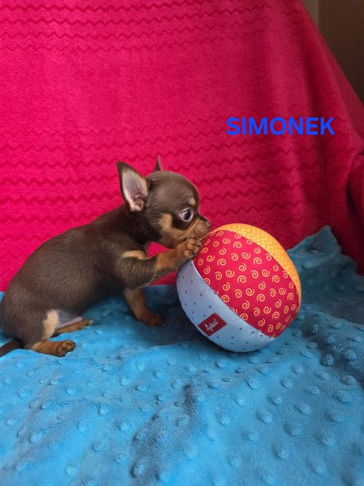SIMONEK Zarezerwowany
