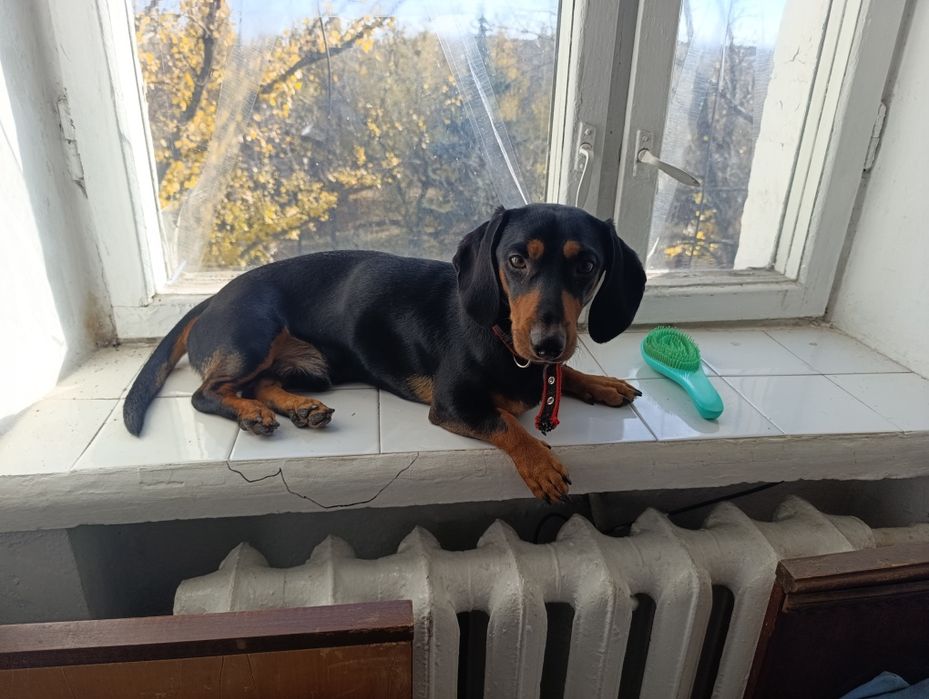 Ищем девочку таксы