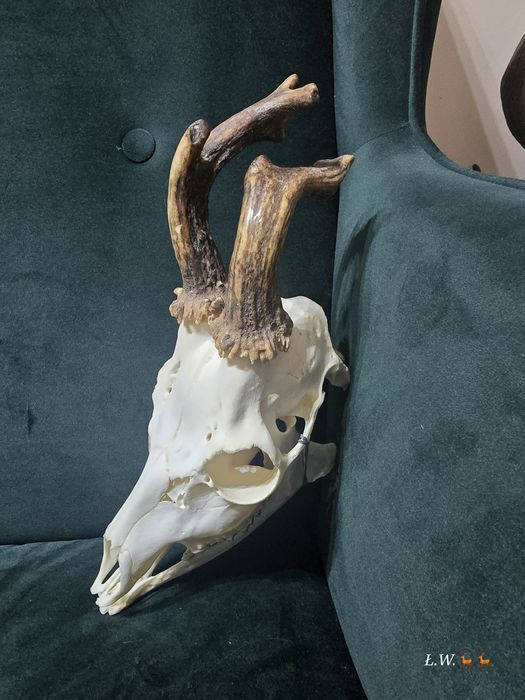 Rogacz kozioł myłkus  do wyceny