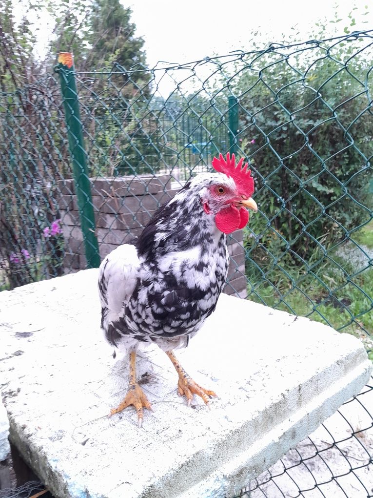Kogut włoszki czarno-bialej nakraplaniej