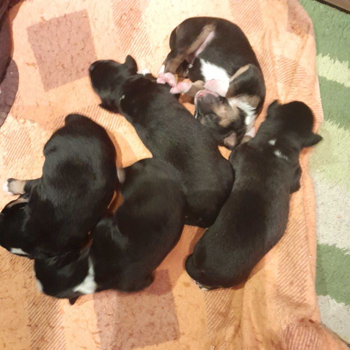 Ładne pieski do wzięcia