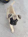 Bulldog francês x bullmastiff