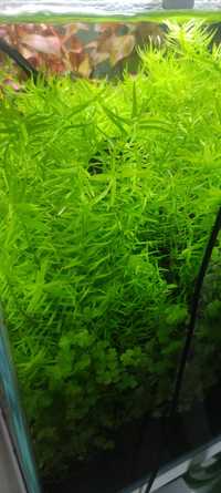 Rotala sp.green z przycinki