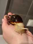 ślimaki afrykańskie Lissachatina Fulica Albino body