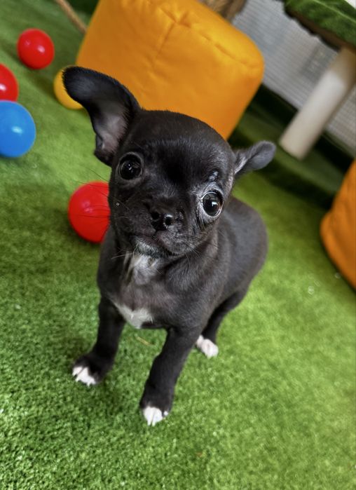 Mini xs chłopiec Chihuahua - gotowy! Canis e Catus FCE