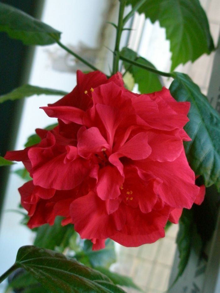 Махровый гибискус  (китайская роза) цвет красный