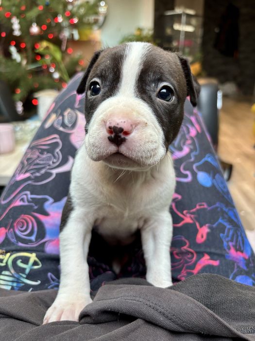 Amstaff suczka szczeniak