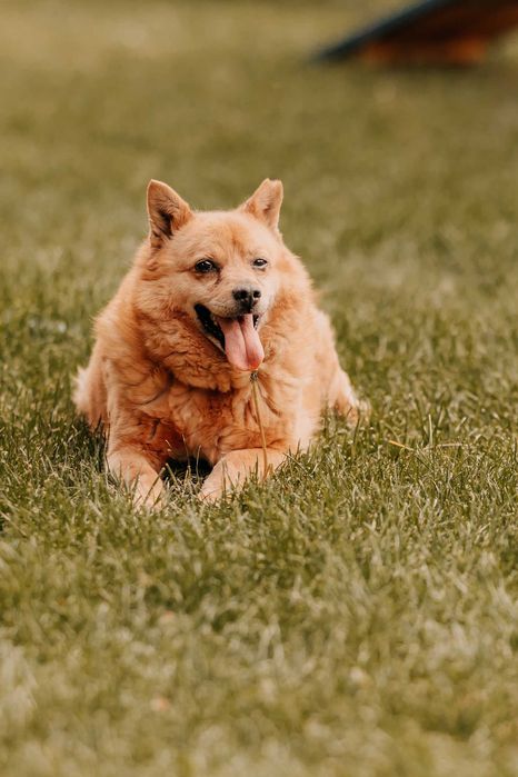 Bigos potrzebuje wspierających ludzi aby pokonać swoje lęki