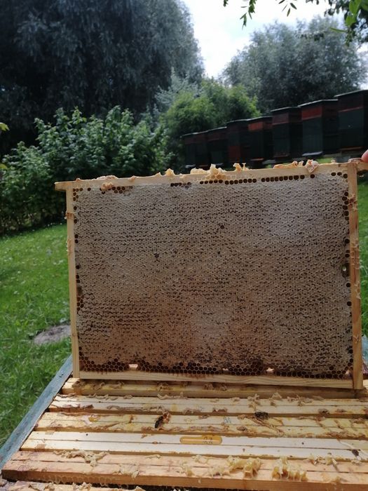 Miód wczesny wielokwiat