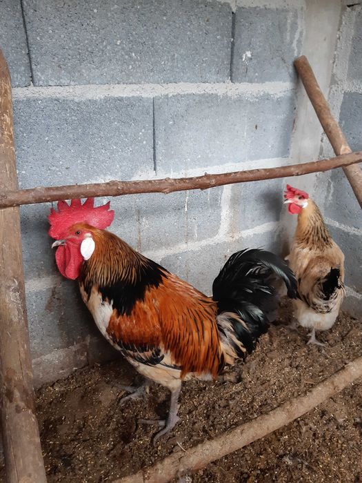 Brahma , galinhas  de várias raças e   . ovos