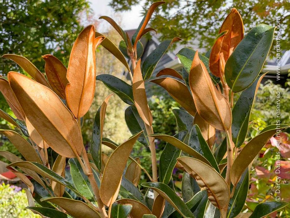 Magnolia grandiflora "Alta", wieczniezielona, duże sadzonki