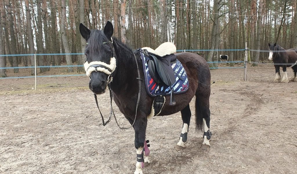 Hucułka, 15 letnia (po kontuzji)