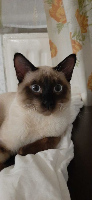 Вязка тайского кота