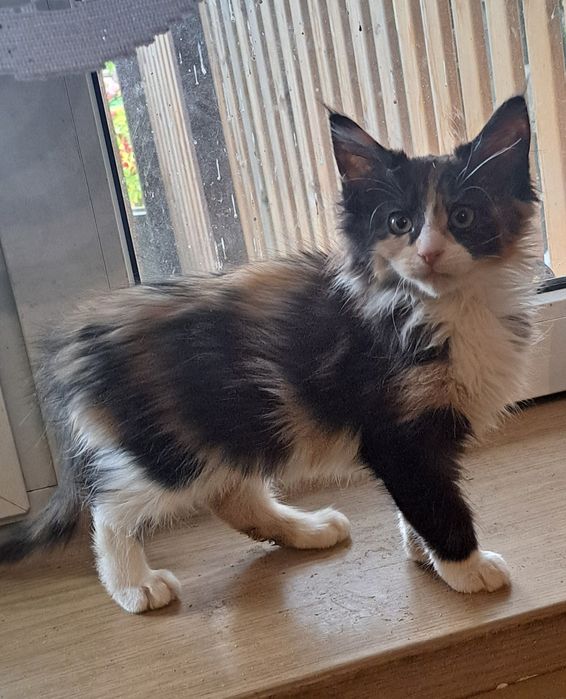 Maine Coon kotka Jagoda.  Częstochowa