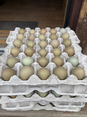 Інкубаційне яйце фазанів