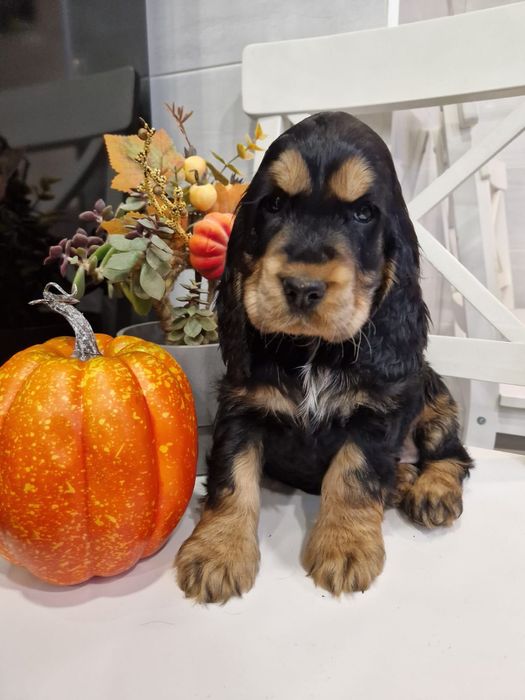Cocker spaniel angielski