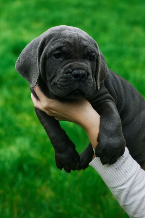 Pieski Cane Corso