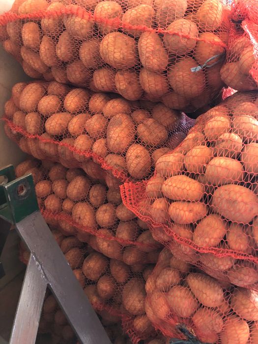 Картопля вирощена без хімічних добрів.