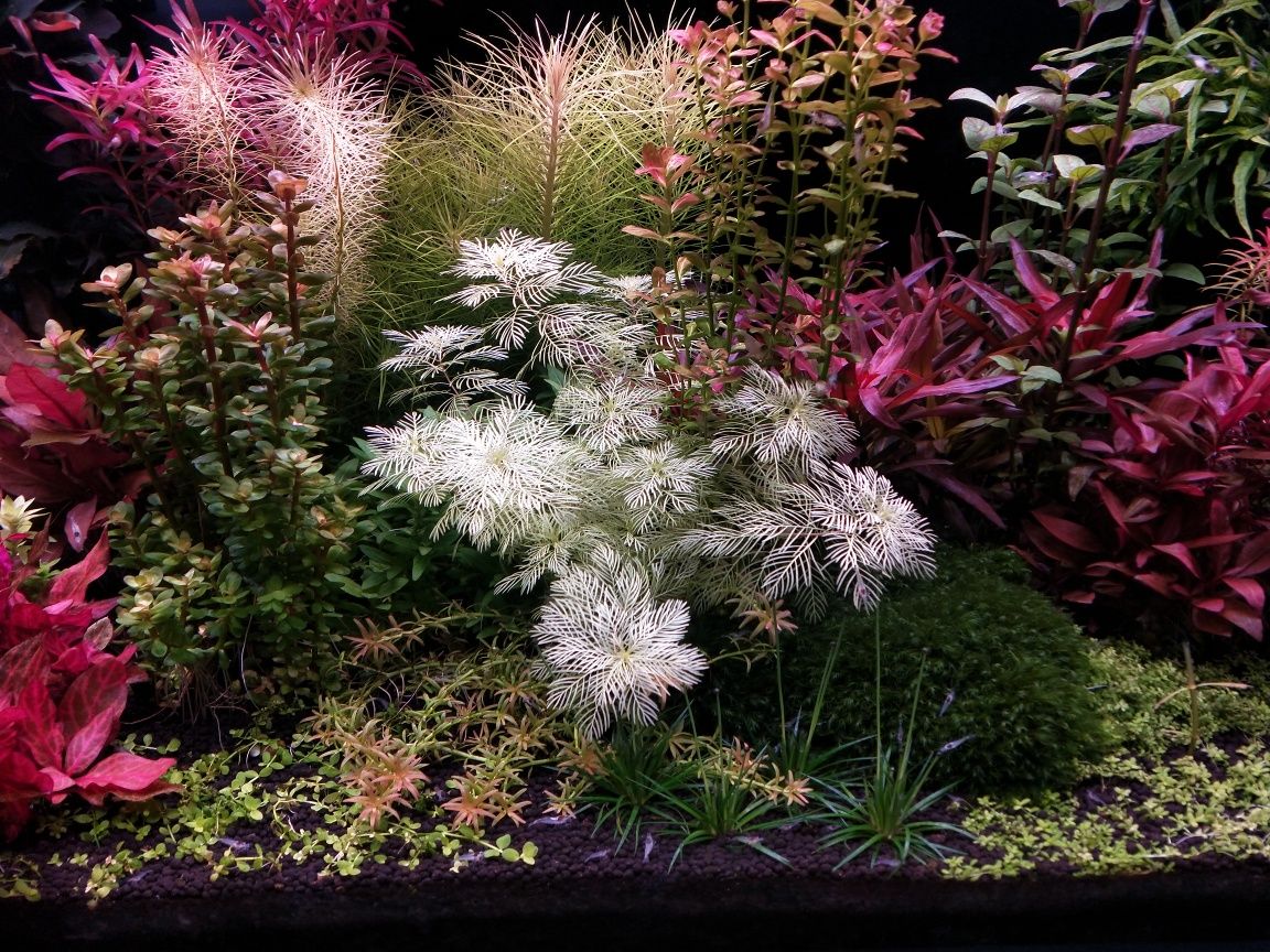 Myriophyllum mattogrossense Golden