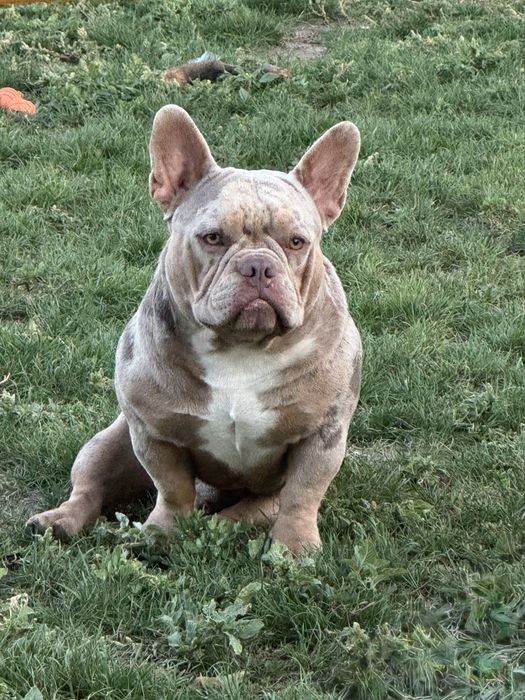 Американський Буллі покет екзотік