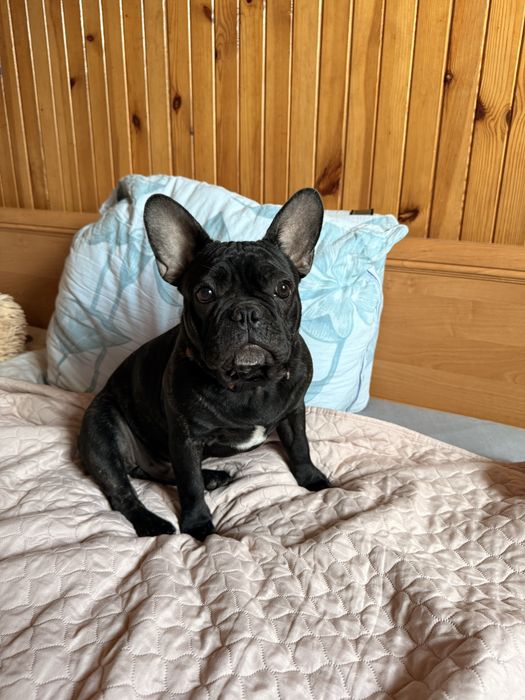 Buldog francuski