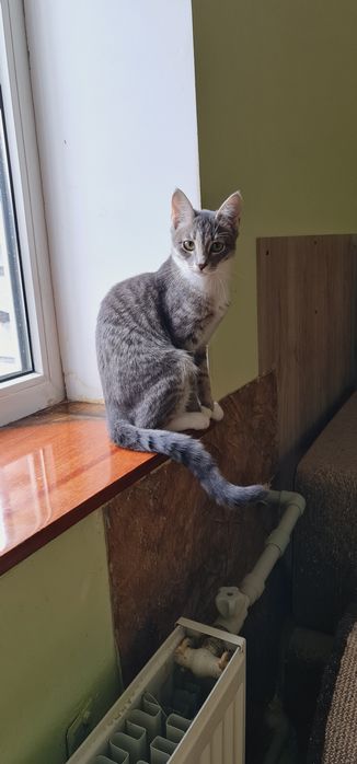 Кошеня дівчинка смугаста сіробіла