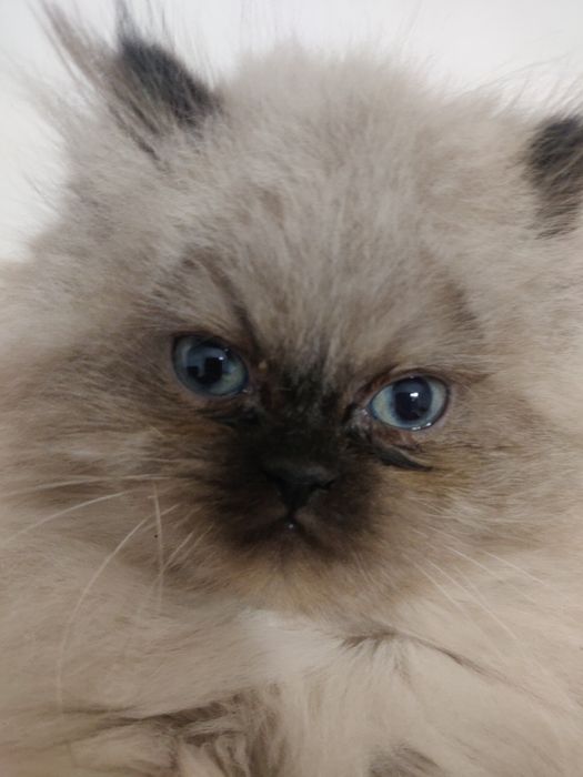 Персидский кот, хлопчик