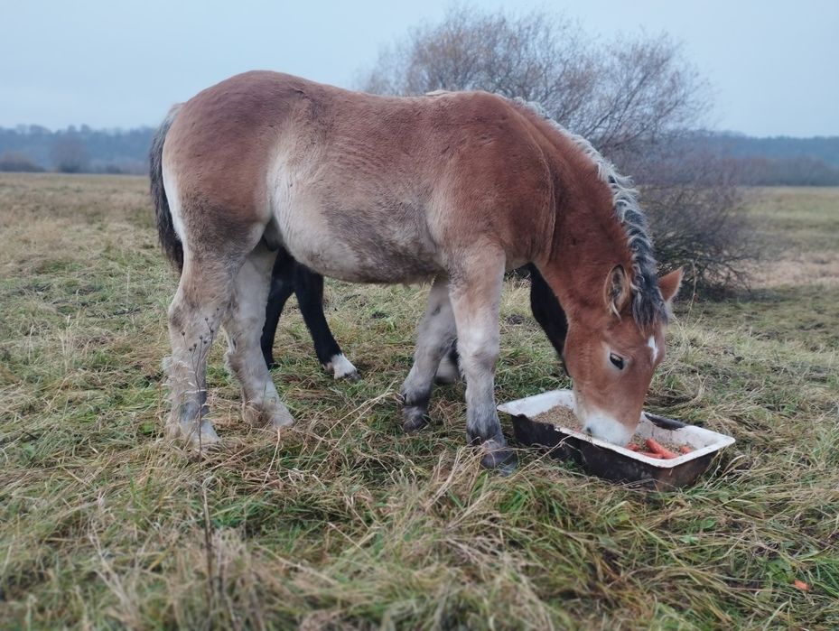 ogier sztumski źrebak ogierek sztumski odsadek  PKZ TYP SZTUM