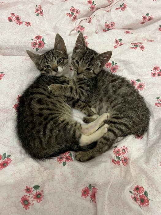 Dwa małe kocurki szukają wspólnego domku.