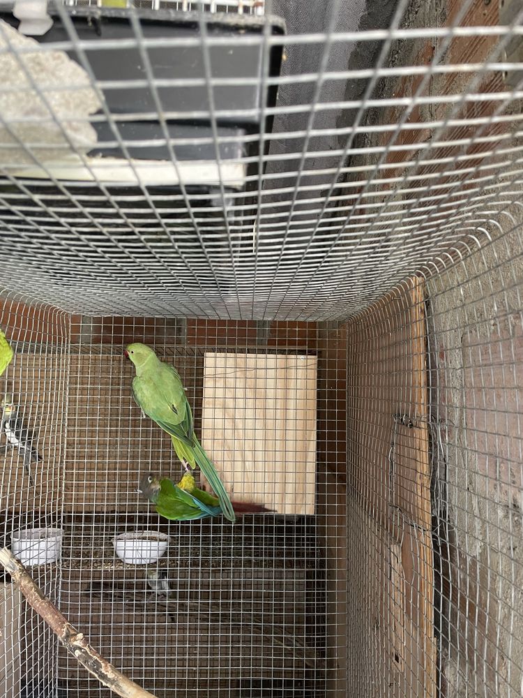 Ring neck verde femea