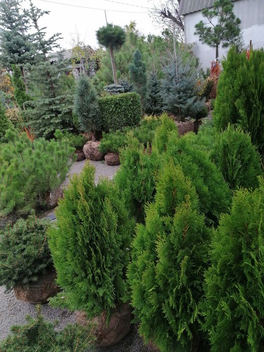 Сосны, ели, Смарагд, блю арроу, самшит, лиственница