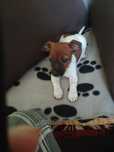 Szczenię Jack Russell Terrier suczka 2