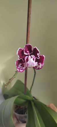 Орхідеї орхідея мультифлора -ціна знижена