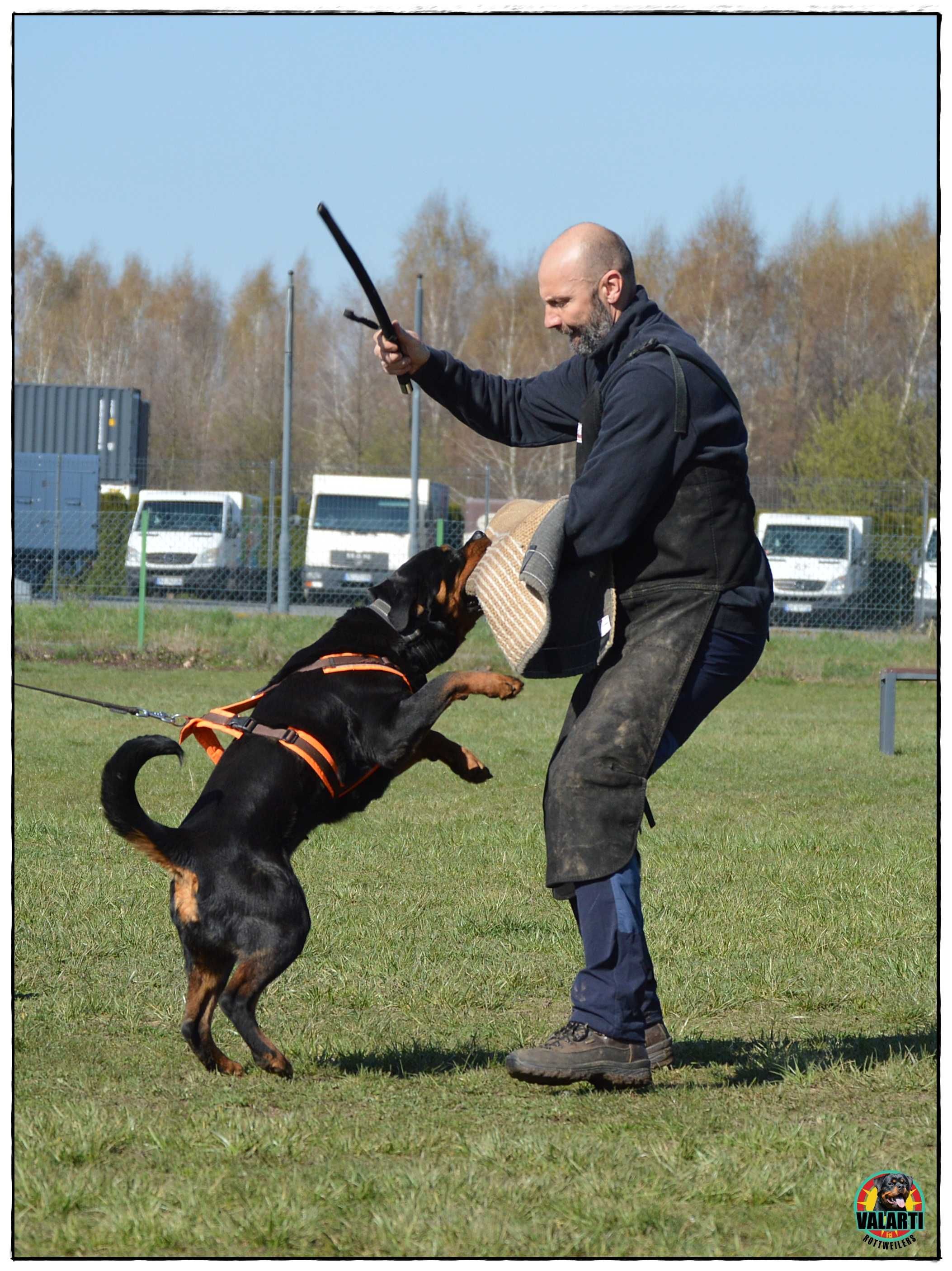 Rottweiler ZKwP/FCI - Samiec - Rezerwacja