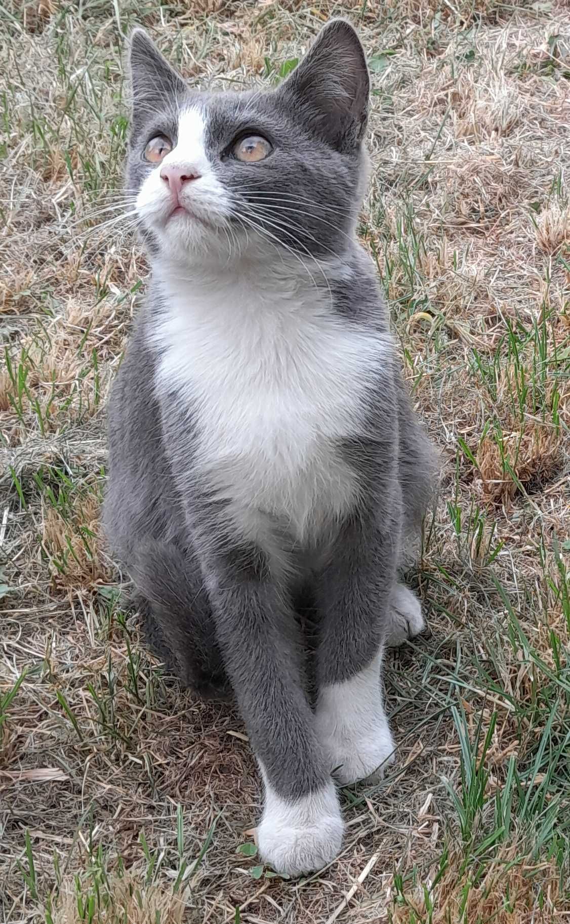 Котик ищет дом.  бесплатно