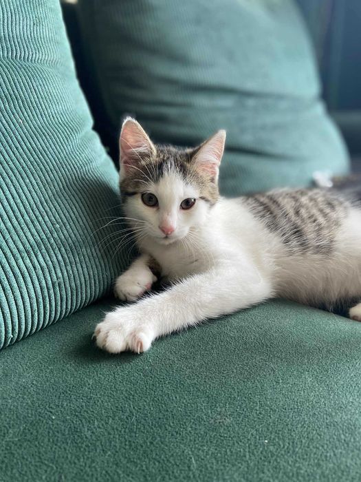 Mała Marcelina czeka na domek